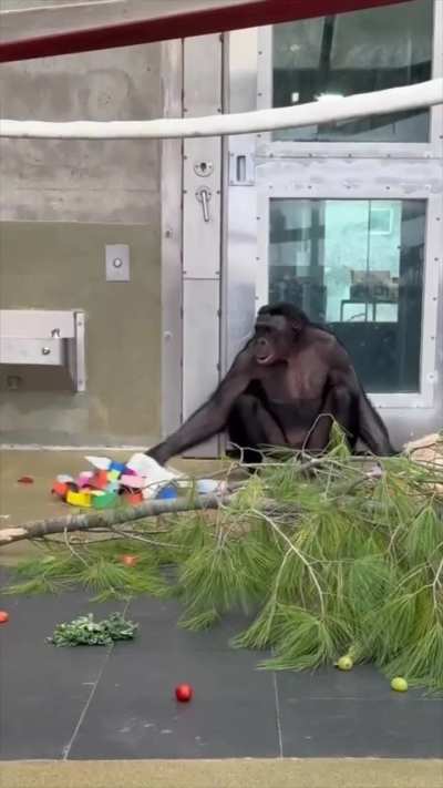 [Ape initiative] Bonobo holiday party! 🎄🎁
