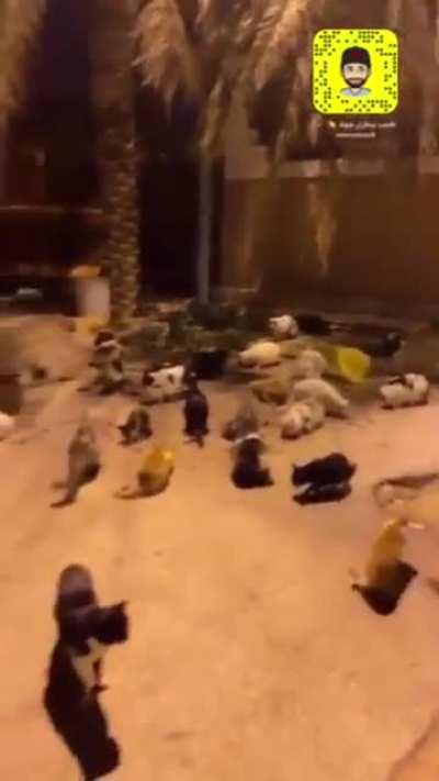 Ibrahim Hamdan, a Saudi Arabian farmer has been feeding more than 100 cats in his neighborhood for +14 years daily.