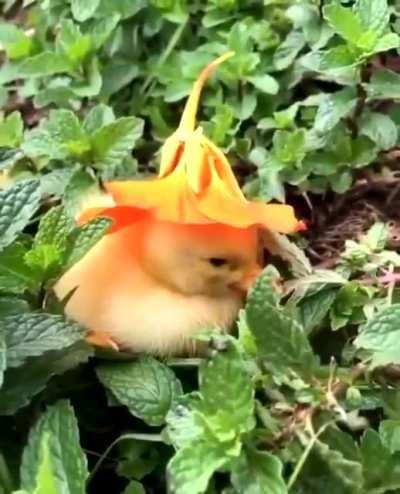 Little duckie with his umbrella