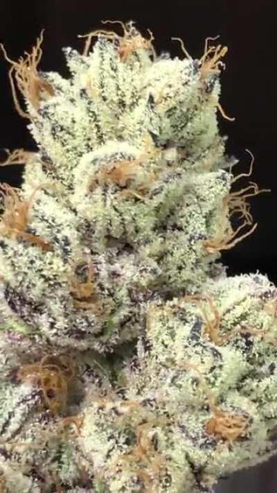 Ice Cream Cake 💥🔥🧬🎯Cultivated with LOVE by me and the team