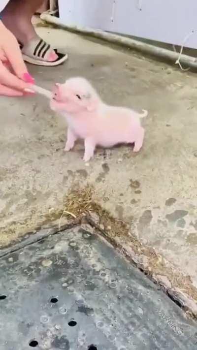 How could anyone eat something that adorable? 🥺🥺🥺