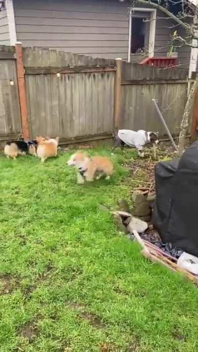 My pup was invited to our friend’s corgi’s 1st birthday party last week. What we didn’t expect was all the party guests were also corgis 💀