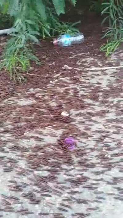 No need to wait anymore, the worms are here