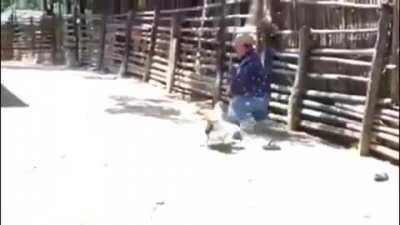 Enano morande vs gallina pica a xoro