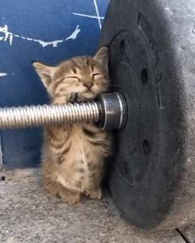 kitten exercising