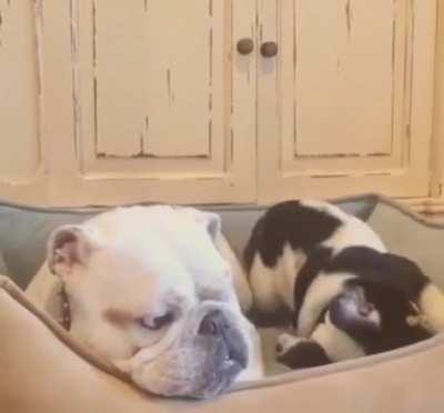 Enough of your shit, Carl!