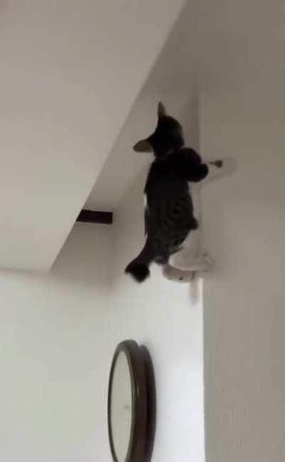 Spidercat spidercat