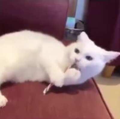 Cat taste peppermint for the first time