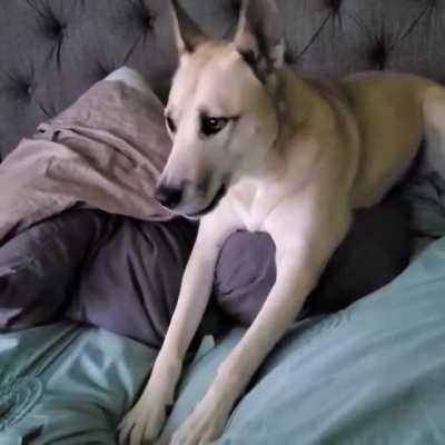 Stompy paws! Throwing a tantrum because I won't let her have my chocolate ice cream (she just had dog ice cream)