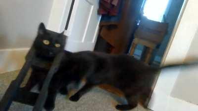 Nudge Wandered In Like This and Tini Didn't Appreciate Her Fashion Sense