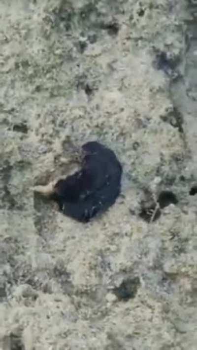 I think i downloaded the wrong venom...