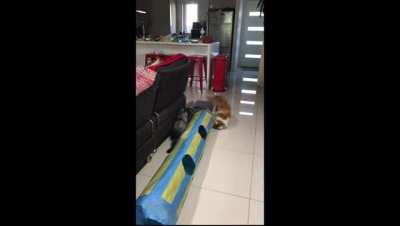 Kitten has finally mastered stealth mode!