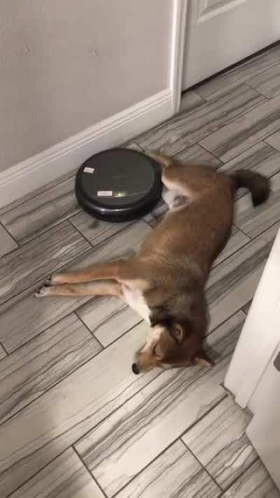 How stubborn you ask?