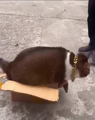 Not me .. it's the box