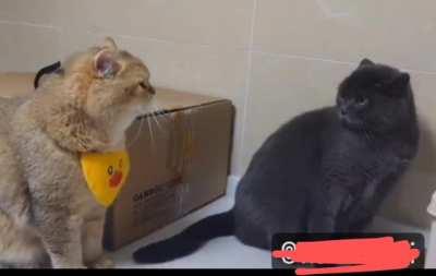 Dos gatos tucumanos!