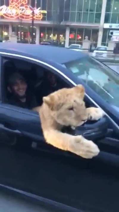 Casual Lion chilling
