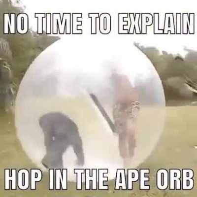 hoping into the ape orb 🦧