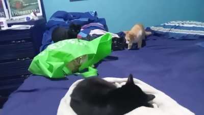 They didn't know what was in the green bag...The little girl decided to take the first hit.