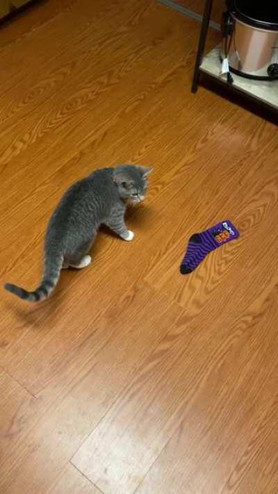 Cat is surprised by sock...repeatedly