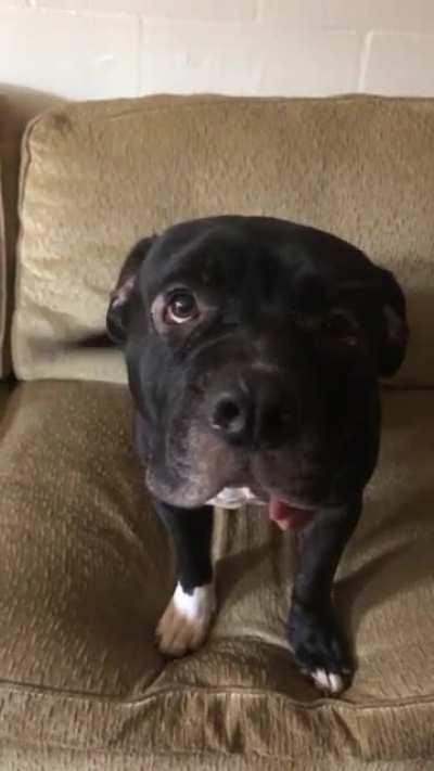 Hank is politely requesting pets