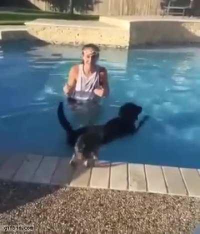 The small dog jumped on the larger dog