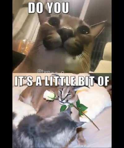 floppa on clouds (maybe floppa means have died down now)