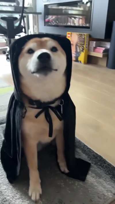 KyloTheDoge, YT