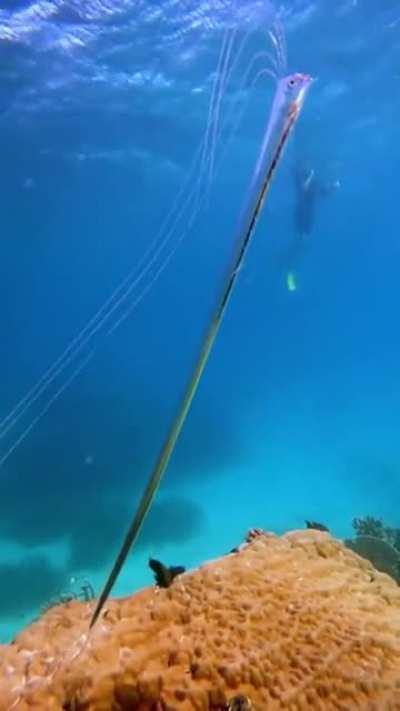 Rare encounter of an Oar fish in shallow water