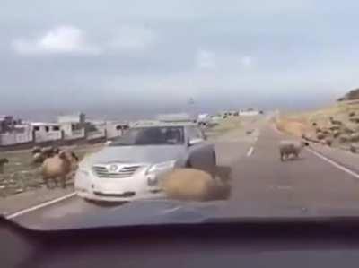 Good luck getting that insurance claim