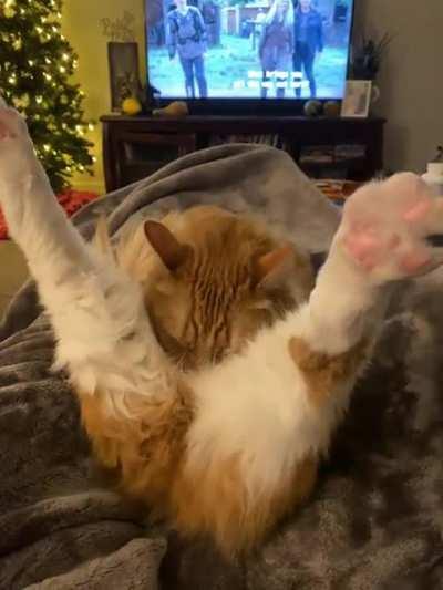 I think he’s broken…can someone please spare a brain cell??