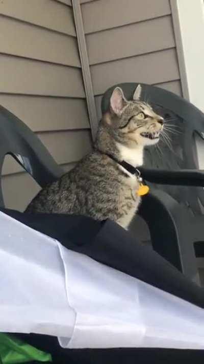 So i’ve never seen a cat do this before. I’m assuming he’s my mimicking the sound of the birds he’s trying to stalk or something? Idk. My other cat is rarely vocal at all & never cares for bugs or birds. Kinda freaked me out & found it cool at the