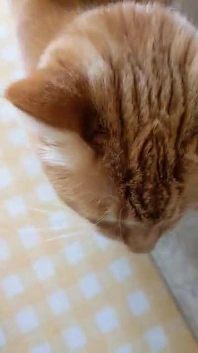 Forgetting to feed Henry? Impossible!