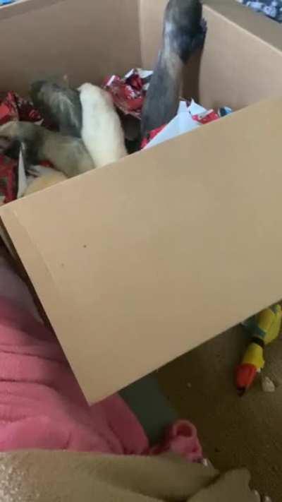 Happy Holidays! Enjoy this big box of ferrets!