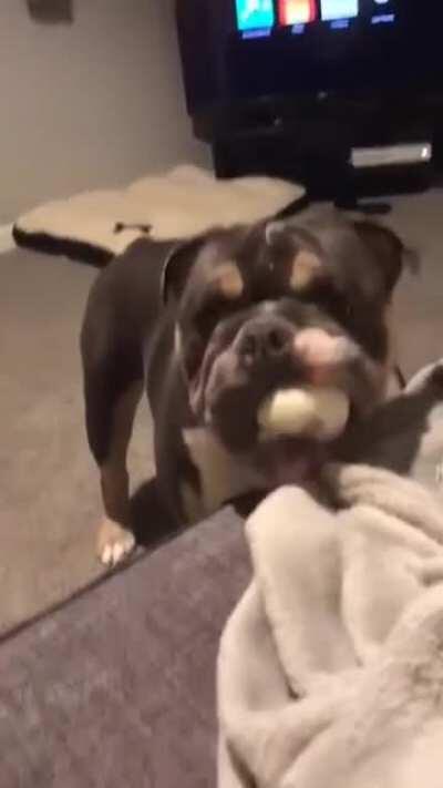 It's time to play ball..dodge..ball