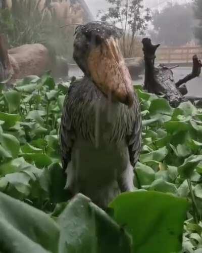 Thanks I hate judgmental stork