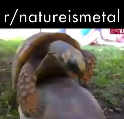 Turtles wrestle to the death. Turn up for war cries.