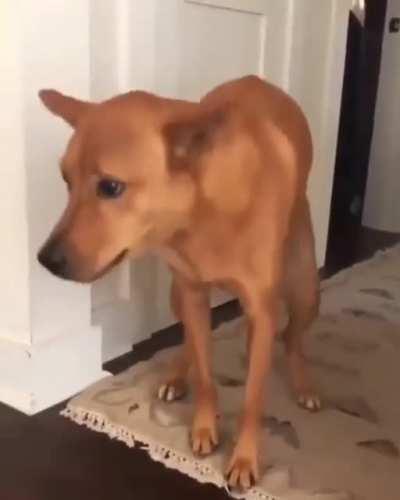 Finalmente Perro adicto al sexo