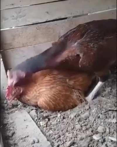 Winner winner chicken dinner?