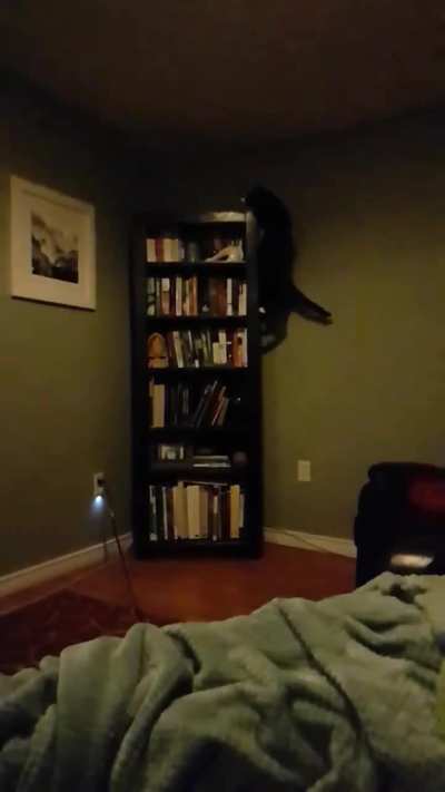 Catculation and slowmo jump/run up a 6' bookcase