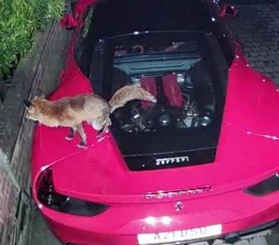 Lamborghini Fans are about to donate to the local wildlife reserve