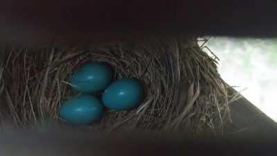 My dog smelled something under our deck...