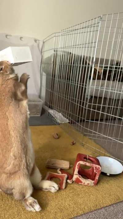 We put some nuggets in a coffee bean box and Freya is NOT happy about it