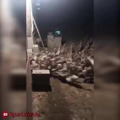 Bet you $1k that jj gonna laugh if he sees this