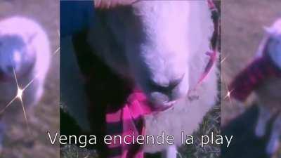 Óscar y su bufanda - ya está subida a YouTube en el canal de Chescocar illo