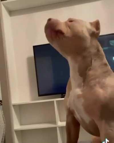 Conversations with dogs is the best🥰