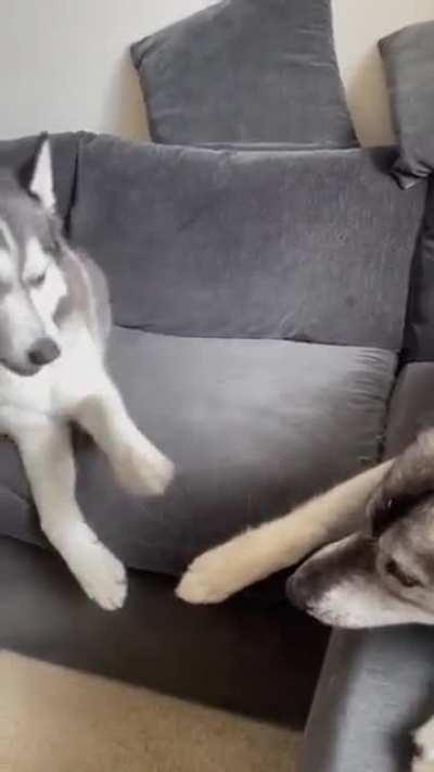 It was my toy, did you HAVE to let the human confiscate it?