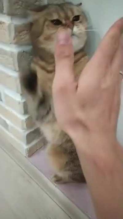 Выходи на бой, подлый трус!