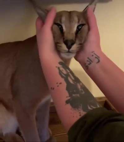 caracal engine idling, any help?