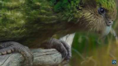 The Kakapo is a flightless, ground-dwelling parrot. Despite it being thought to be one of the world’s longest-living birds, there are only 147 left in the entire world.