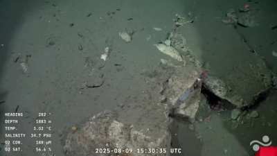 Langosta se le paró de manos al robot del CONICET para defender a sus crías